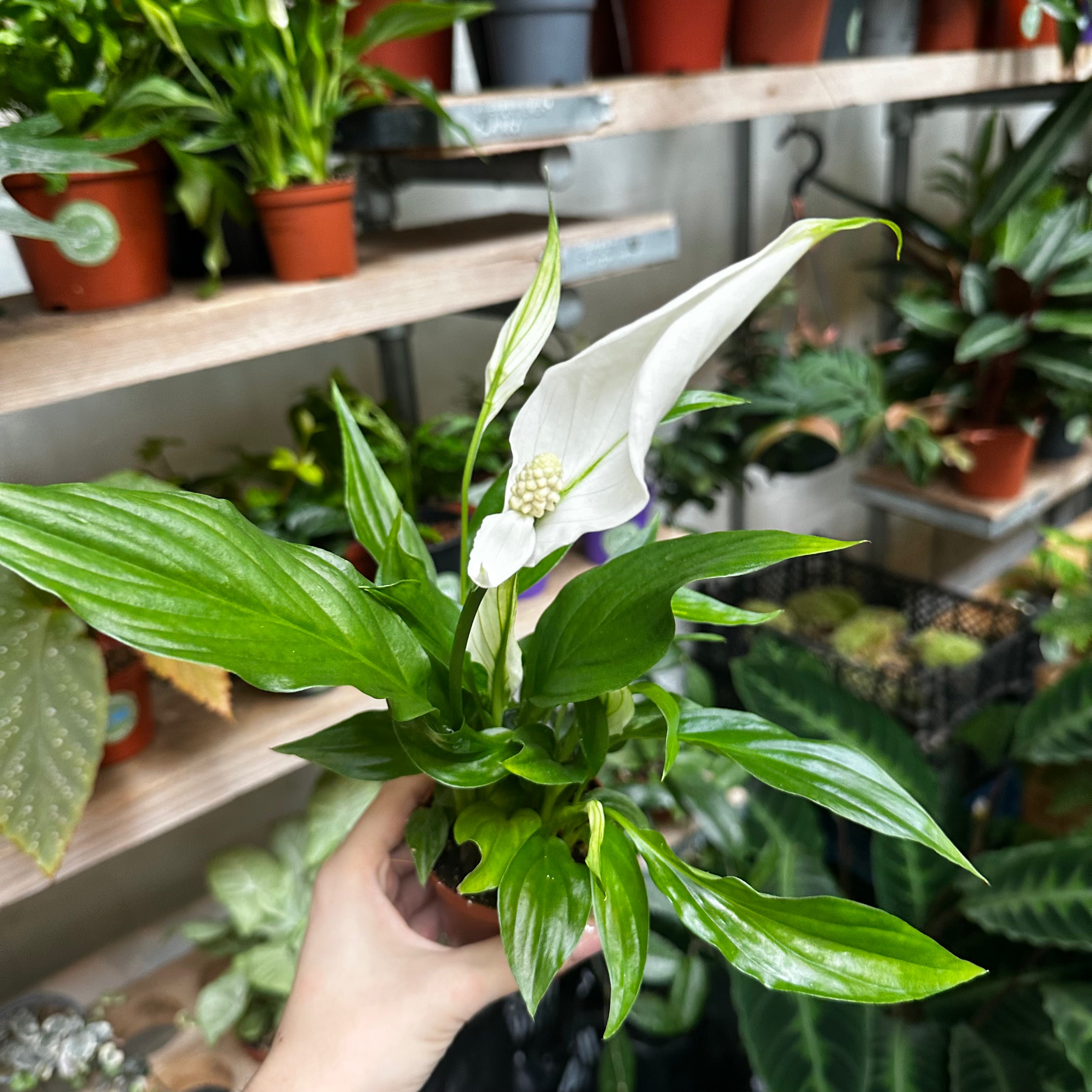 Spathiphyllum 'Pearl Cupido' in a 7 - 9 cm pot at The Watered Garden