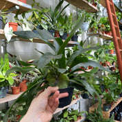 Platycerium Bifurcatum
