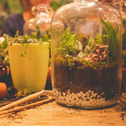Demijohn Terrarium Workshop